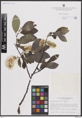 Foto von Salix borealis Fr.